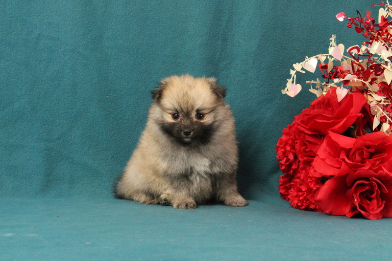 puppy, for, sale, Pomeranian, Matthew B. Stoltzfus, dog, breeder, Gap, PA, dog-breeder, puppy-for-sale, forsale, nearby, find, puppyfind, locator, puppylocator, aca